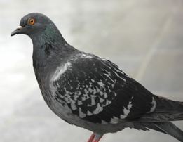 feral pigeon food